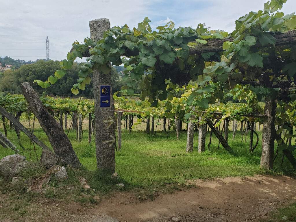Photo of Camino scallop sign in the middle of a winery.