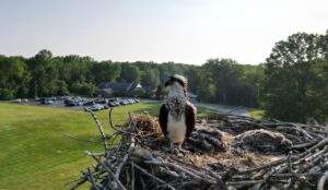 Osprey and her young sit in a nest above St. Robert parking lot.