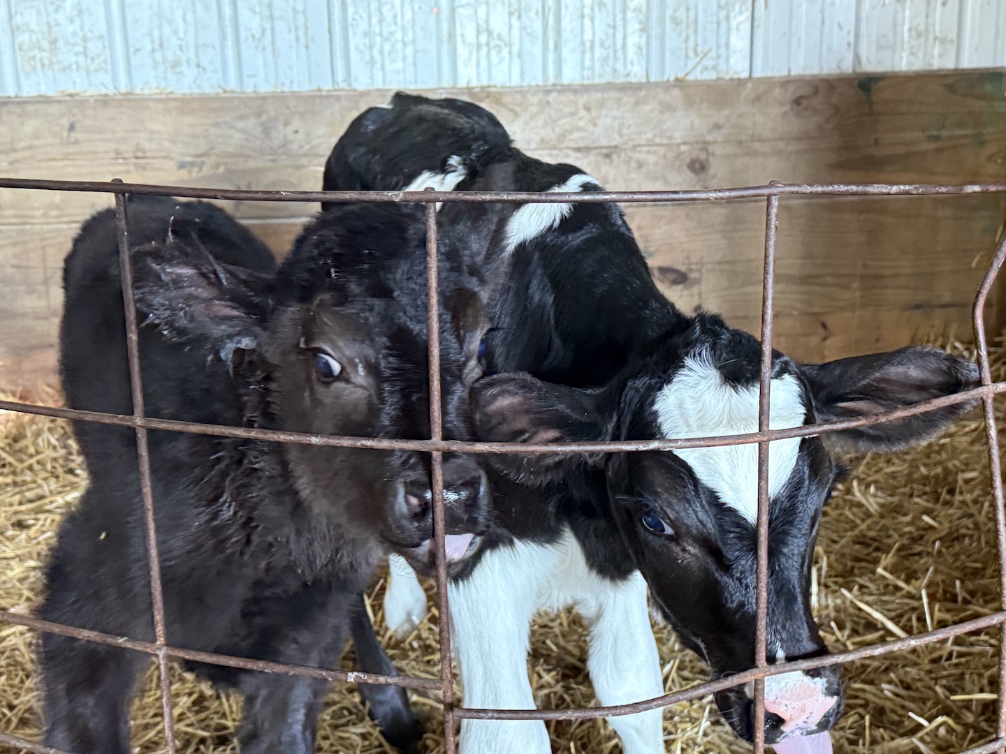two cows at the Zehentenbauer family farm