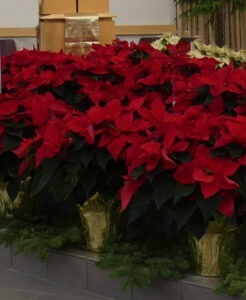 Poinsettias on an altar