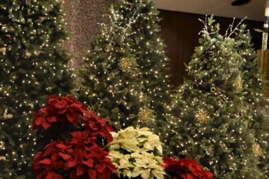 Christmas trees at St. Columba Cathedral