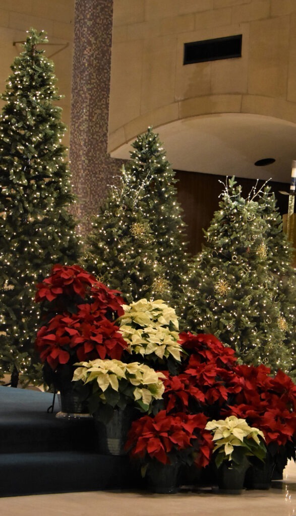 Christmas trees at St. Columba Cathedral