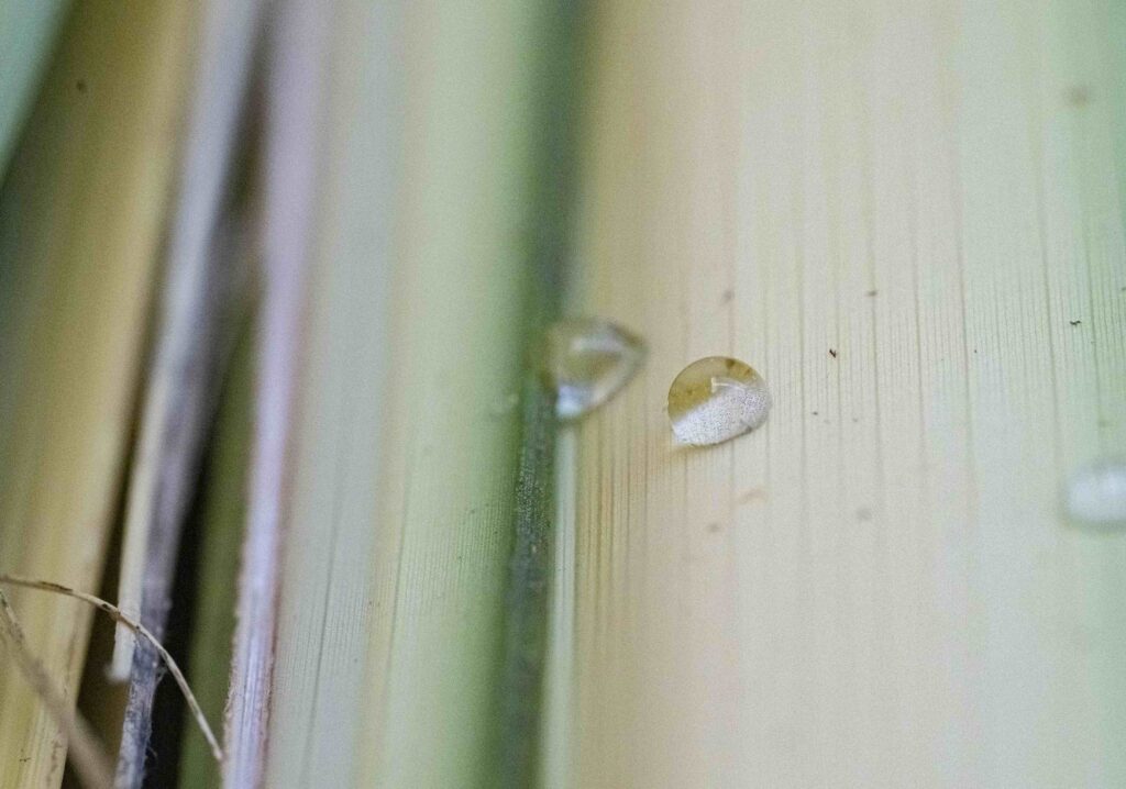 Water droplets on palm branches. Photo by Brian Keith