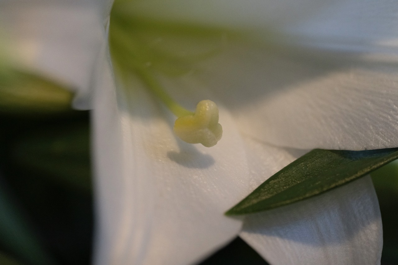 Closeup of an Easter Lilly on Easter Sunday at Blessed Sacrament Parish in Warren. Photo by Brian Keith.
