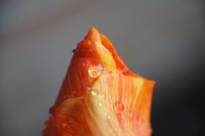 Photo of water droplets on a rose, by Brian Keith