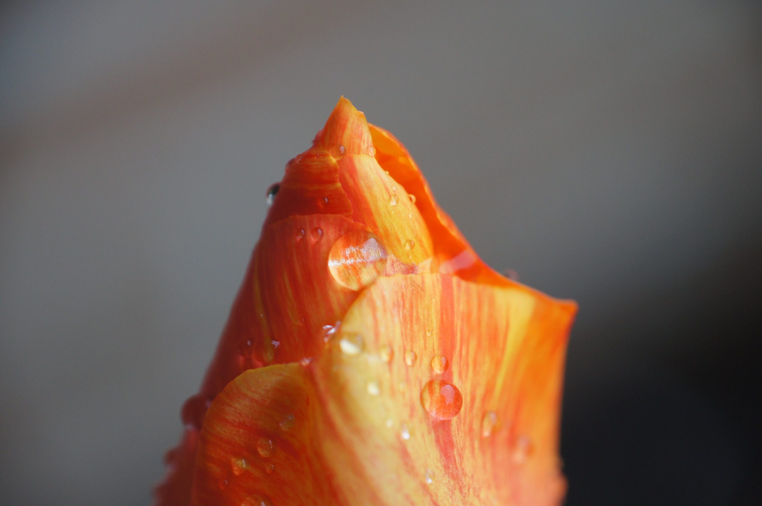 Photo of water droplets on a rose, by Brian Keith